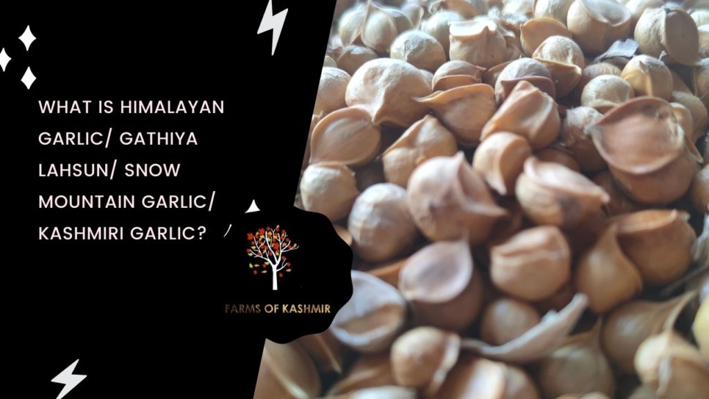 What is Himalayan Garlic/ Gathiya Lahsun/ Snow Mountain Garlic/ Kashmiri Garlic?