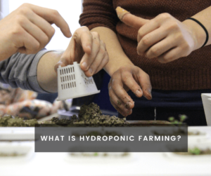 What is Hydroponic Farming?