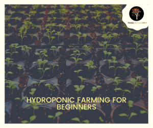 Hydroponic Farming For Beginners