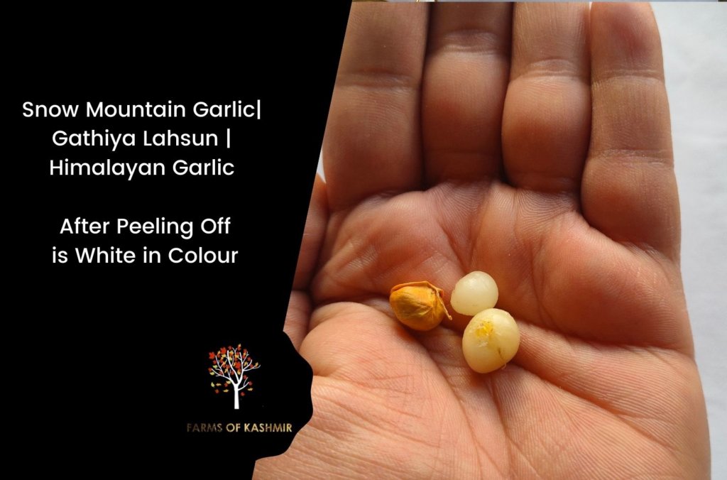 Snow Mountain Garlic| Gathiya Lahsun | Himalayan Garlic After Peeling Off is White in Colour