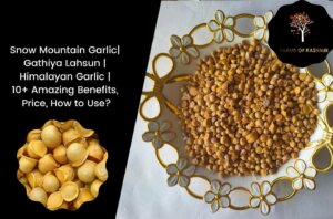 Snow Mountain Garlic| Gathiya Lahsun | Himalayan Garlic | 10+ Amazing Benefits, Price, How to Use?