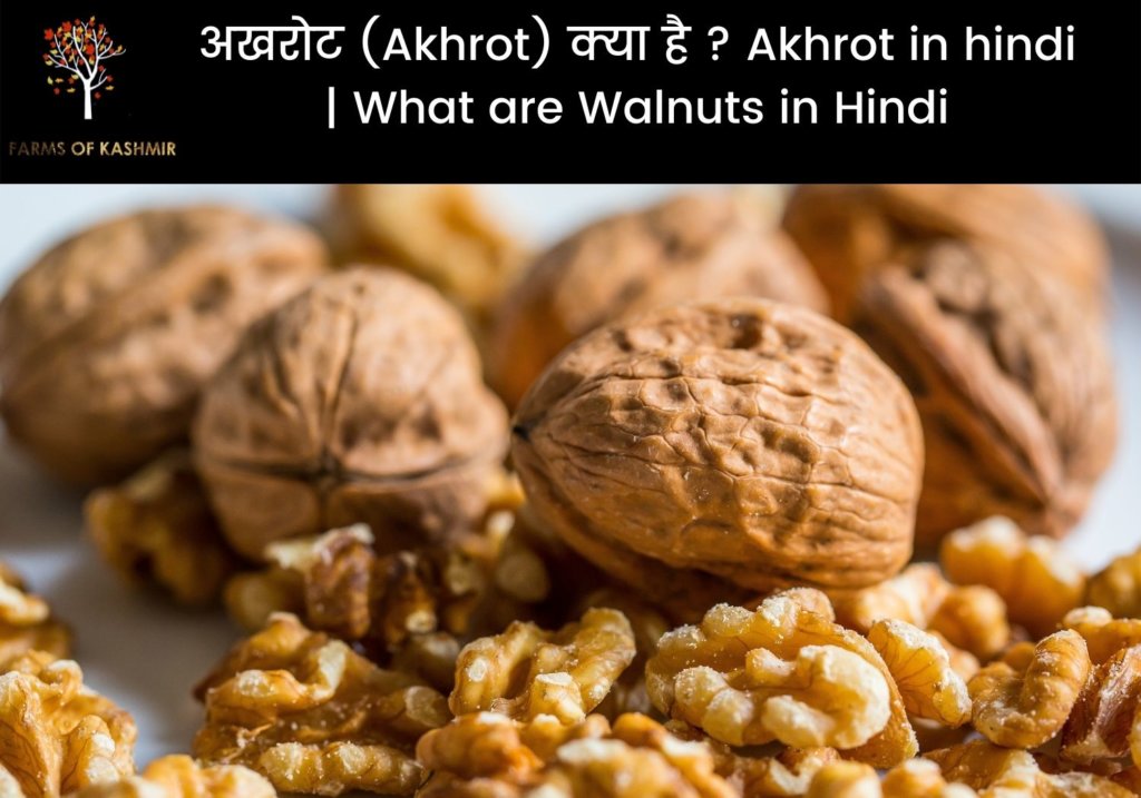 अखरोट (Akhrot) क्या है ? Akhrot in hindi | What are Walnuts in Hindi
